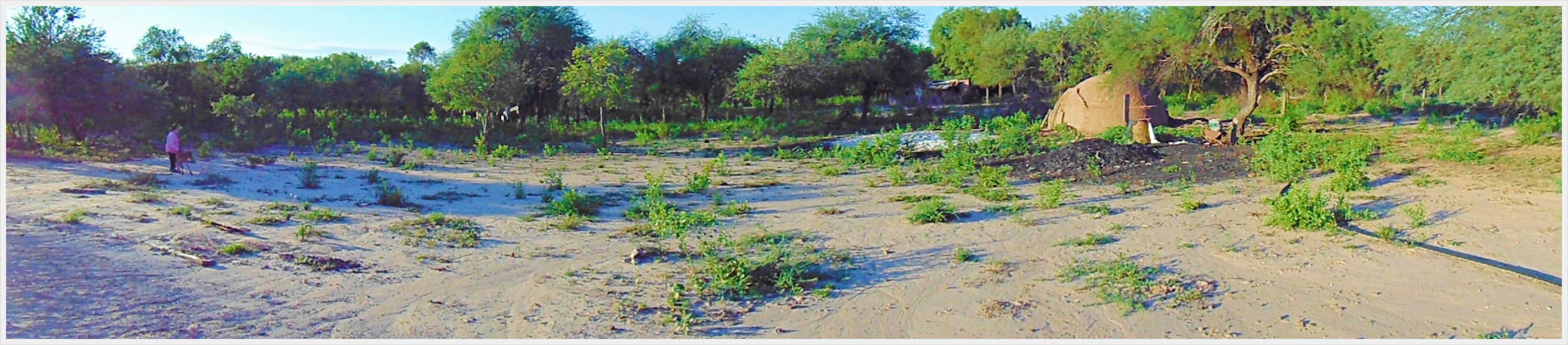 Campo GANADERO