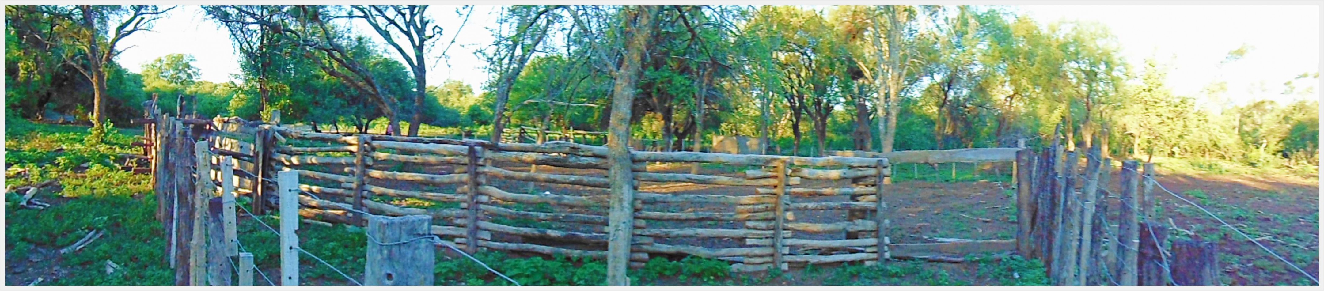 Campo GANADERO