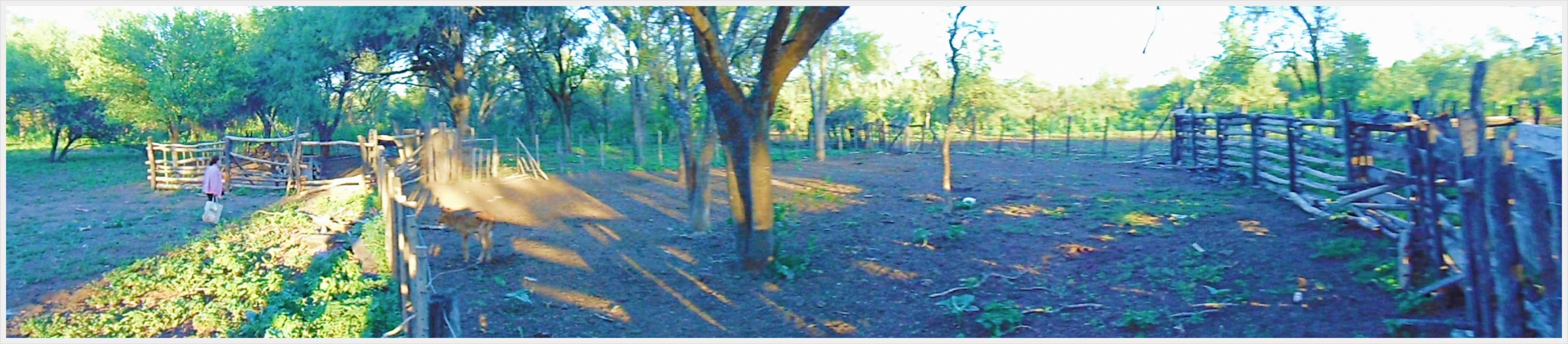 Campo GANADERO
