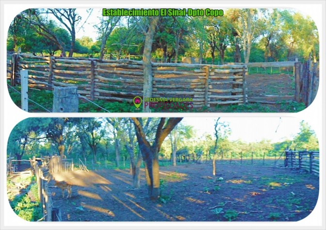Campo GANADERO