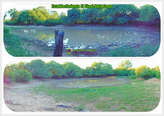 Campo GANADERO