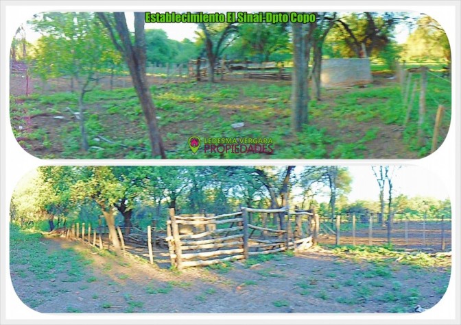 Campo GANADERO