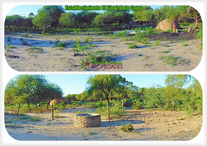 Campo GANADERO