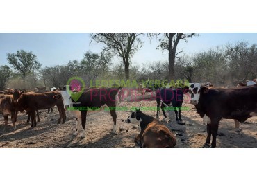 42 HA en VENTA - Rincon del Valle